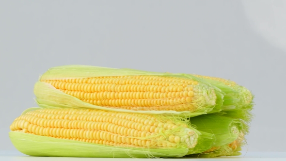 Corn Cobs Spinning on a White Background