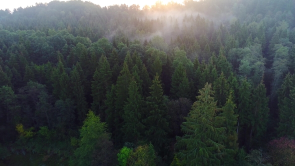 Flying above Green Forest at Summer Time