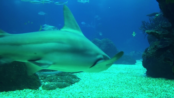 Underwater Life of a Coral Reef. Sharks, Rays and Other Fish. Large Aquarium alt