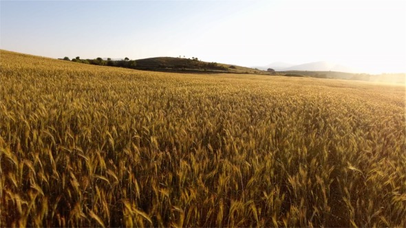 Wheat Field, Stock Footage | VideoHive