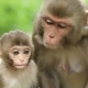 A Monkey Female with a Cub in the Jungle - VideoHive Item for Sale