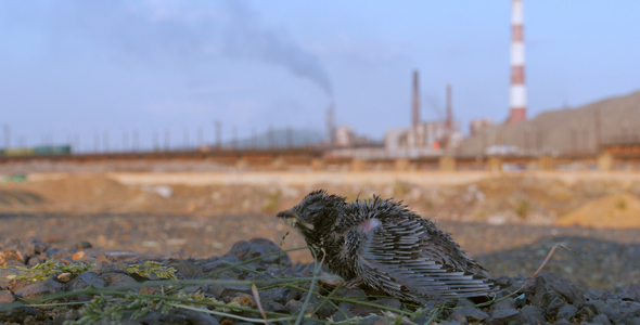 Dying Nestling Against a Backdrop of Working Factory