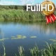 Lake with Thickets of Reeds in a Summer Sunny Day Lake with Thickets of Reeds in a Summer Sunny Day - VideoHive Item for Sale