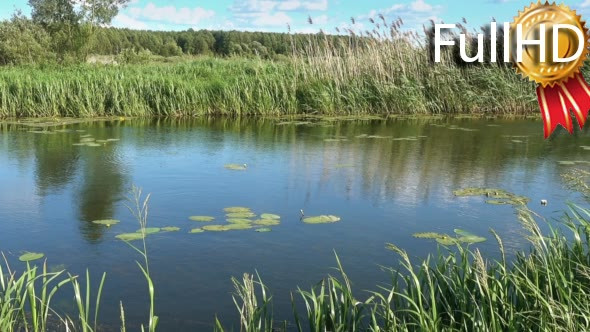 Lake with Thickets of Reeds in a Summer Sunny Day