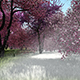 Time Lapse Spring Forest - VideoHive Item for Sale