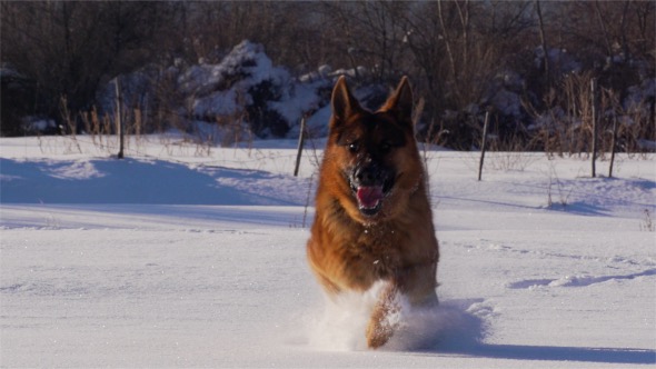 Dog, German Shepherd Running in the Snow