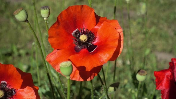 Red Poppy Flowers on a Sunny Day