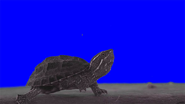 Keying Click Turtle on Blue Screen
