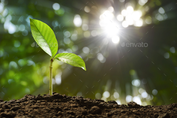 Young plant  - Stock Photo - Images