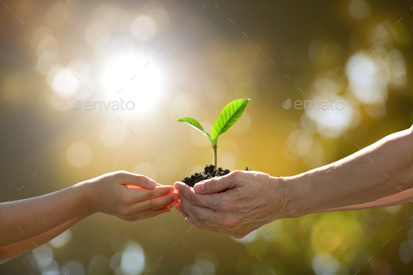 Young plant  - Stock Photo - Images