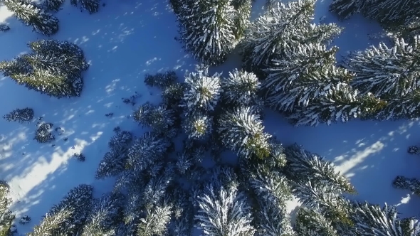Aerial View of Snowy Winter Forest