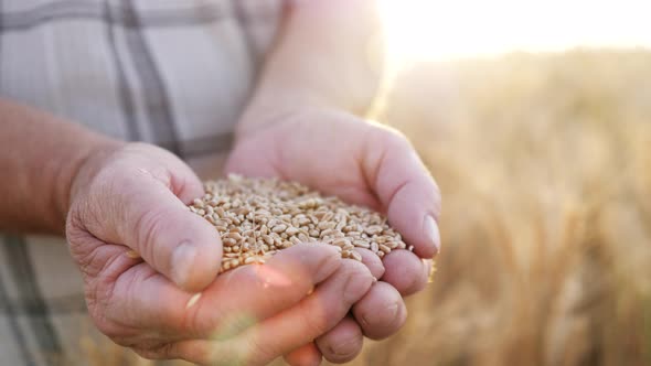 Agriculture Wheat Harvest alt