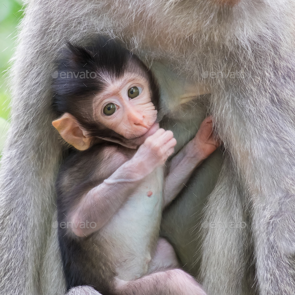 Close-up of a cute baby monkey - Stock Photo - Images
