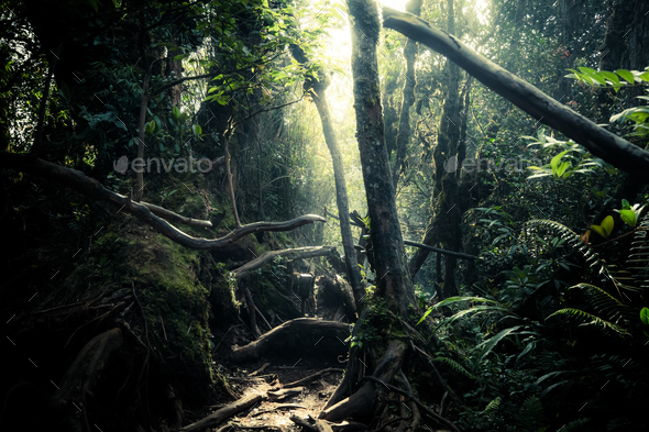 Mysterious landscape of foggy forest - Stock Photo - Images