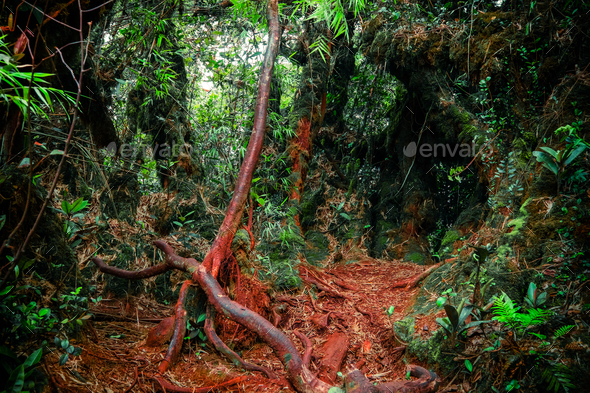 Surreal colors of fantasy landscape at mystical tropical mossy forest - Stock Photo - Images