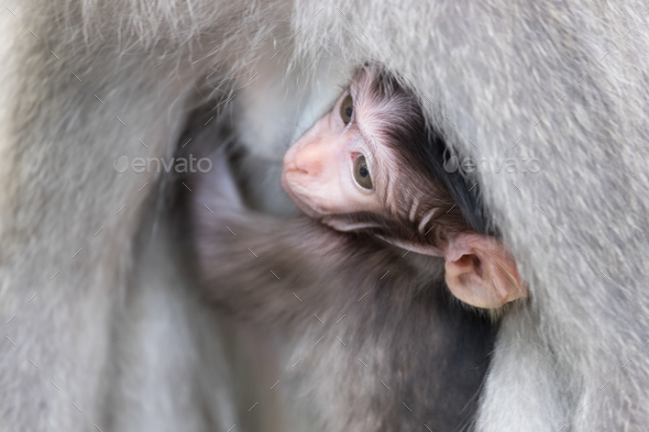 Cute baby monkey hiding and sucking mother's chest - Stock Photo - Images