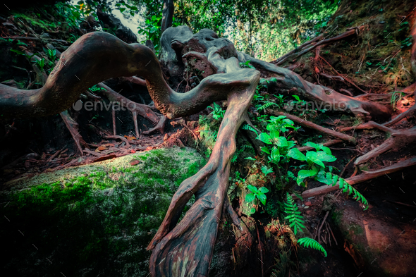 Inclined tree roots overgrown with thick green moss - Stock Photo - Images
