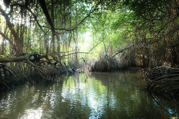 Surreal beauty of jungle landscape with tropical river and mangrove rain forest Stock Photo by PerfectLazybones