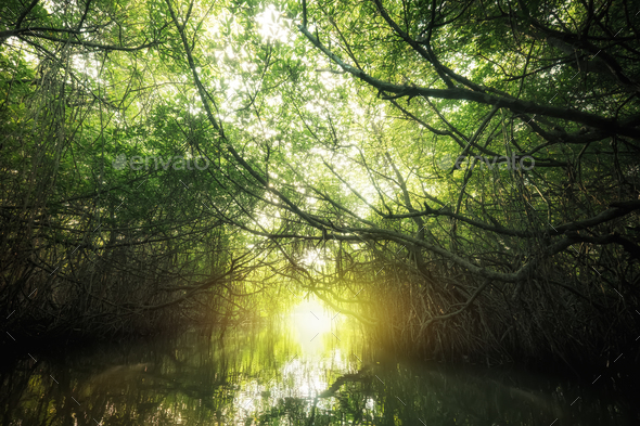 Mangrove rain forest lit by sun. Sri Lanka - Stock Photo - Images