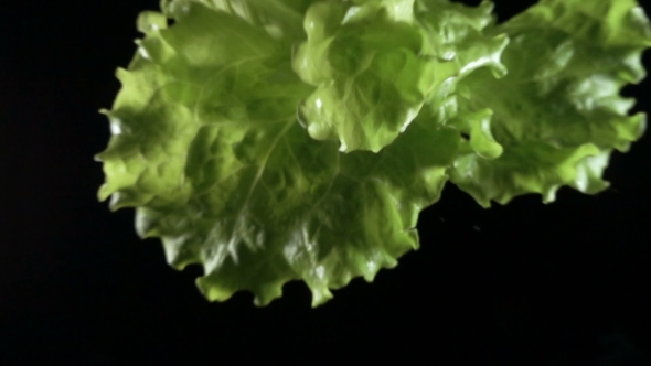 Lettuce Leaf Falling on a Black Surface in alt