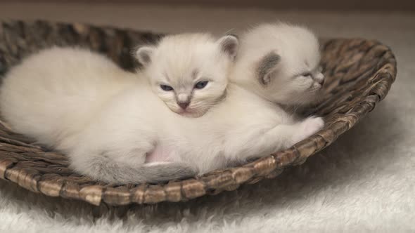 Tired Baby Ragdoll Kittens