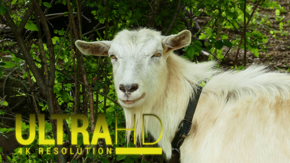 Goat on a Pasture on a Wild Forest alt