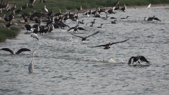 Many Cormorants Start Flying 