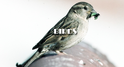 BIRDS FOOTAGE COLLECTION