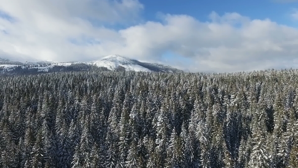 Snowy Winter Forest