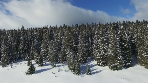 Aerial View of Snowy Winter Forest