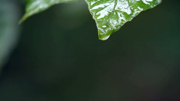 Water Drips on Leaves