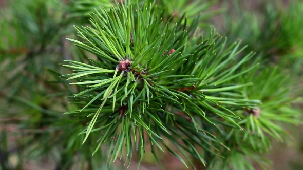 Pine  Branch Wind