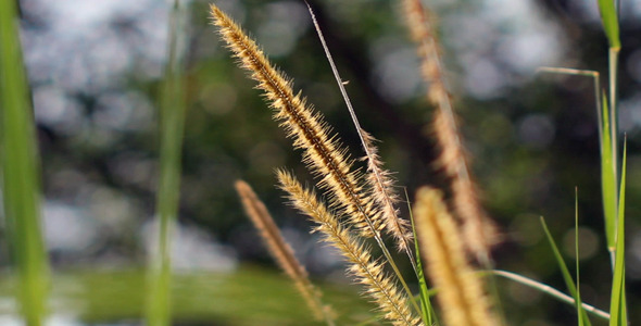 Golden Lalang Flower , Stock Footage | VideoHive