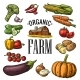 Set Vegetables and Organic Farm Lettering, Vectors | GraphicRiver