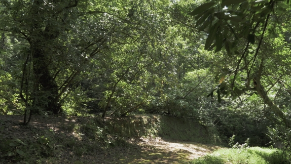 Flying in the Tropical Rainforest alt