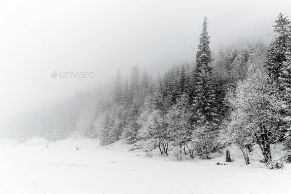 Winter white forest with snow, Christmas background Stock Photo by blas