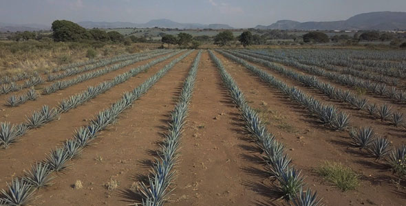 Aerial View of Fields of Agave Plants for Tequila