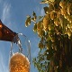 Beer and Hops Growing - VideoHive Item for Sale