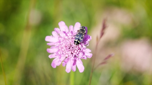 Wasp Collects Nectar From Flower alt