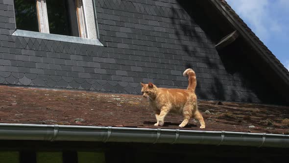 751122 Red Tabby Domestic Cat walking on Roof, Normandy, Real Time alt