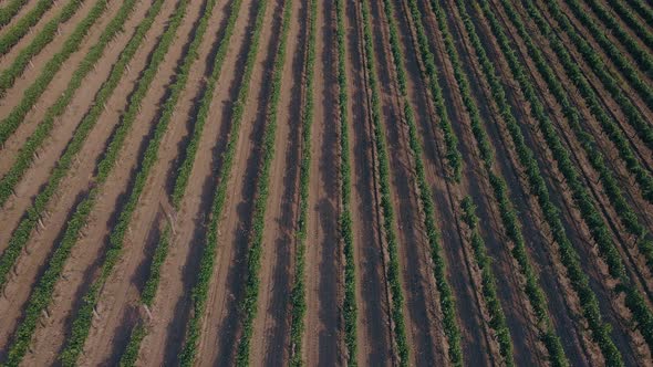Taking Fats Video of Drone with a Large Vineyard Field in a Amazing Sunny Day Concept of Agriculture alt