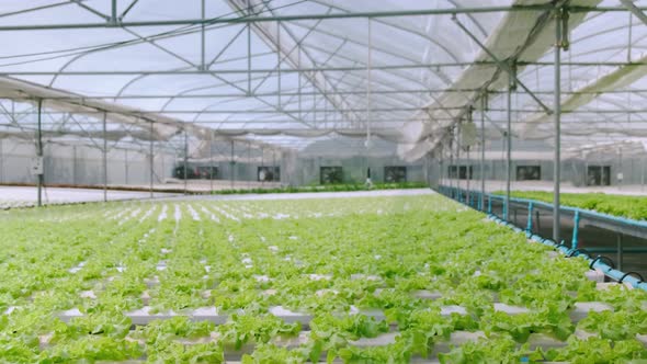 4k slow handheld green house vegetable growing in a hydroponic farm alt