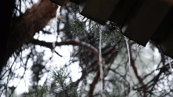 Drops of Rainwater Flow Down From the Roof and Fall Near Pine Forest Slow Motion alt