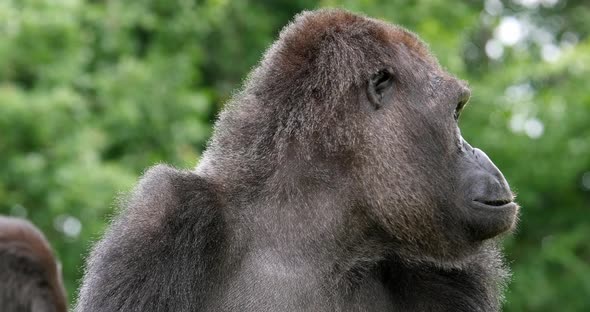 Eastern Lowland Gorilla, gorilla gorilla graueri, Portrait of Female, real Time 4K