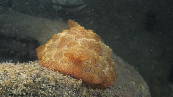 Pleurobranchus sea slug species discovered on a scuba diving activity by a underwater marine researc alt