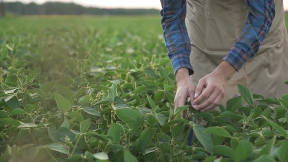 Young Farmer Walking in a Soybean Field and Examining Crop.