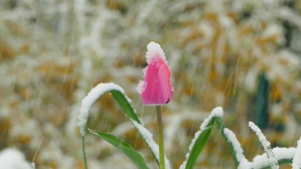 Pink Bud Covered with Snow