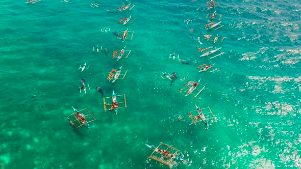 Oslob Whale Shark Watching in Philippines, Cebu Island alt