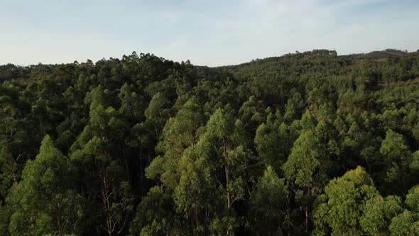 Pine Forest Aerial alt