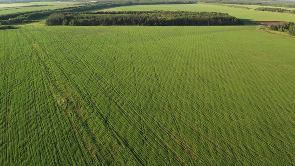 Green Young Winter Wheat is Sown Along a Field Road a Shot From the Height of the Evening at Sunset alt